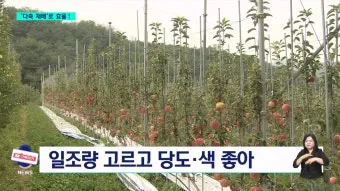 사과 재배 적과 시기 착색 관리 당도 향상_10