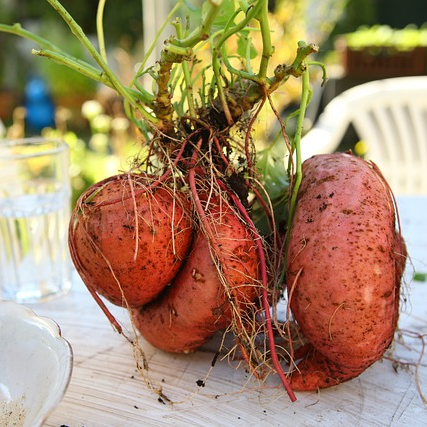 고구마 수확시기 및 고구마 효능