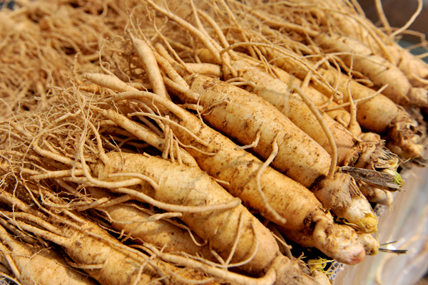 삼계탕의 효능 인삼