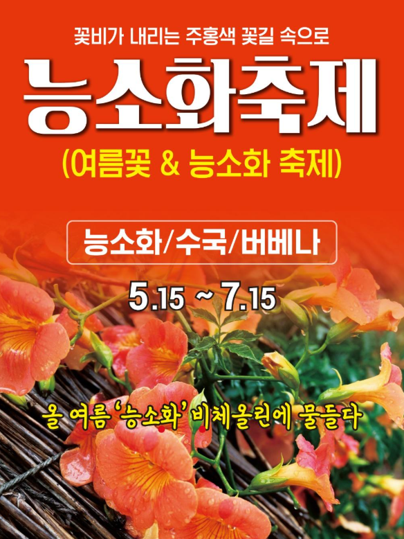 제주 능소화 축제