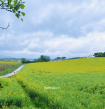 폭삭속았수다 유채꽃밭 촬영지