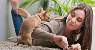 여자 주인의 팔에 마운팅하는 강아지 사진