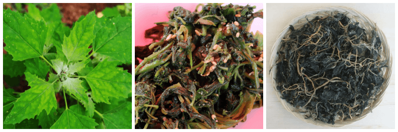 명아주 생잎, 명아주 나물, 말린 명아주 사진