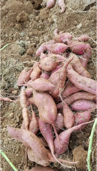 고구마 재배 파종시기 두둑 만들기 물주기 요령_3