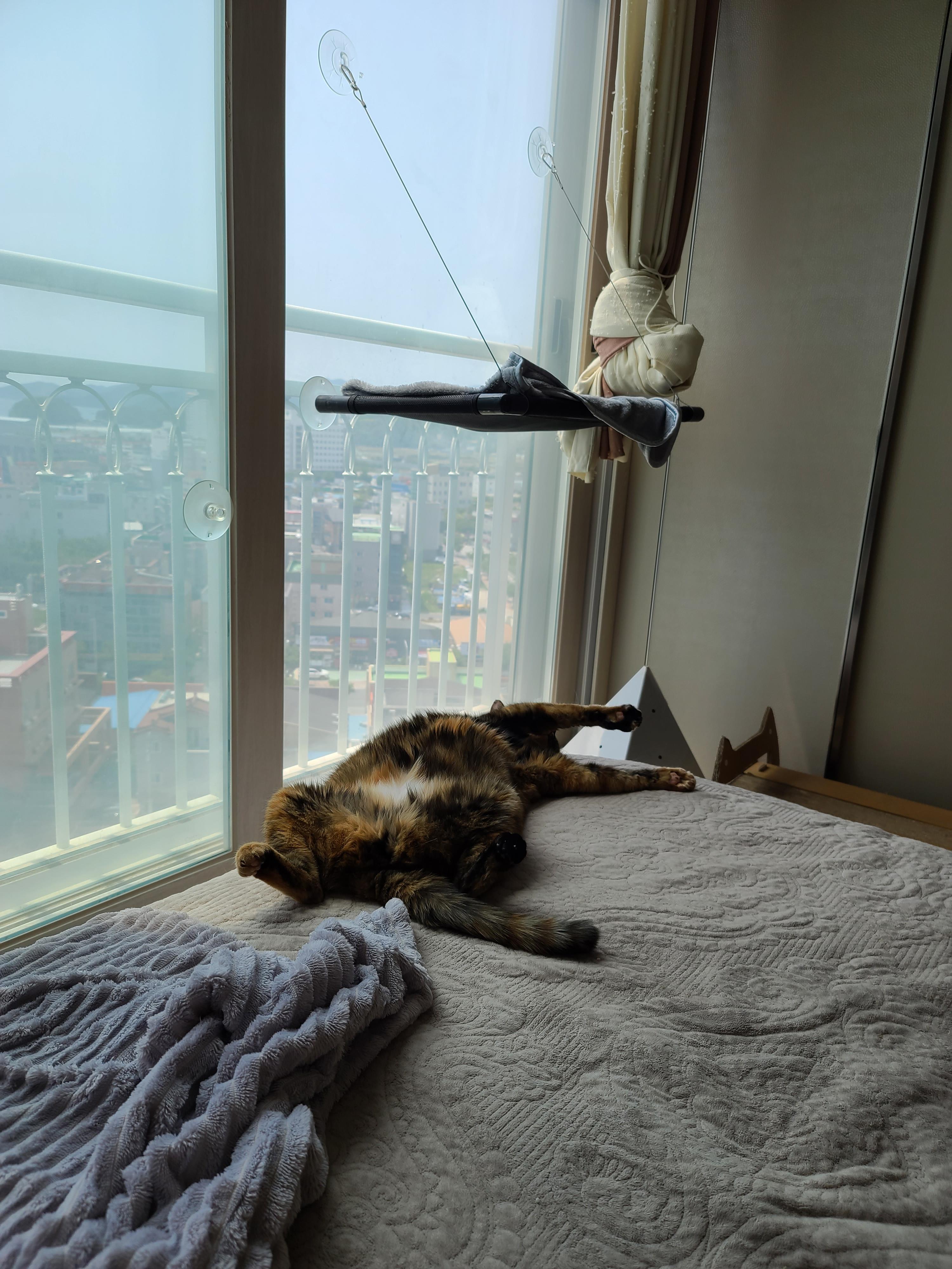 드러눕길 좋아하는 우리 사랑이. 고양이발라당발라당.