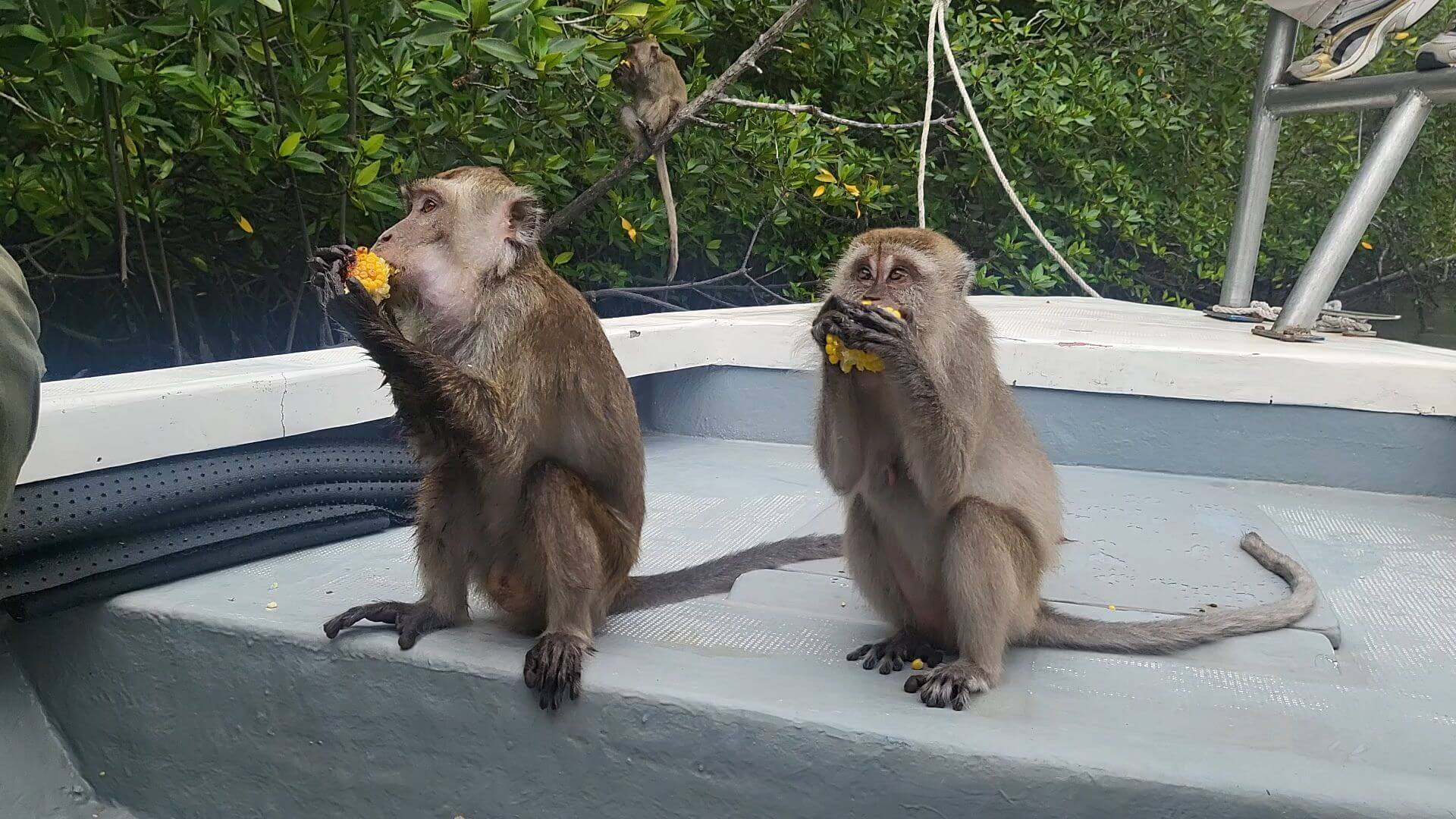 코타키나발루반딧불투어 위치 섬투어 자유여행