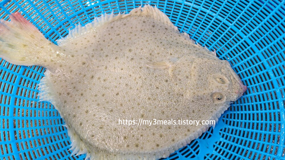 찰광어 가격 시세 시가