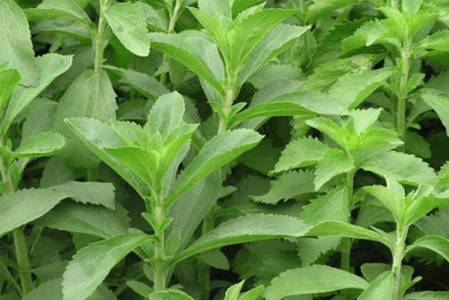 스테비아의효능1