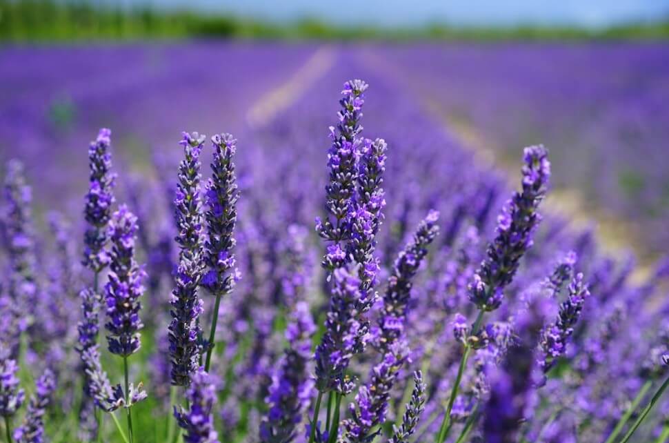 고성하늬팜라벤더축제
