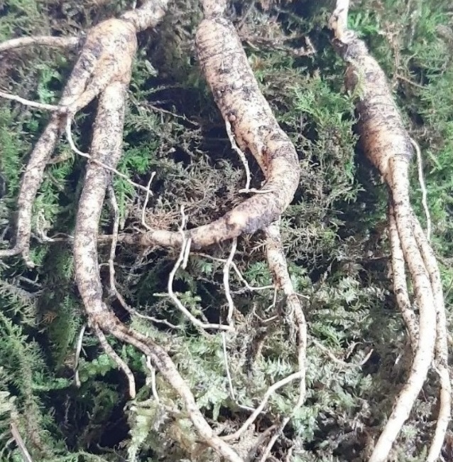 함양-오봉산-산양삼-