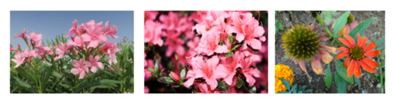 협죽도 진달래 에키네시아