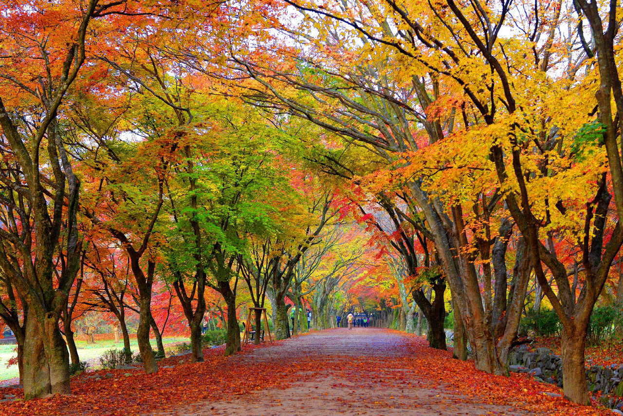 내장산-국립공원-단풍