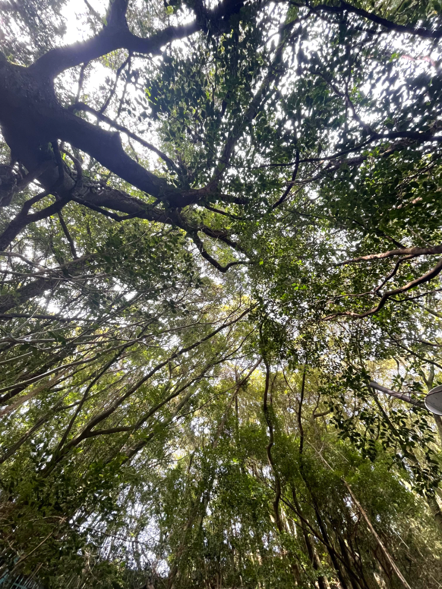 원앙폭포 울창한 숲