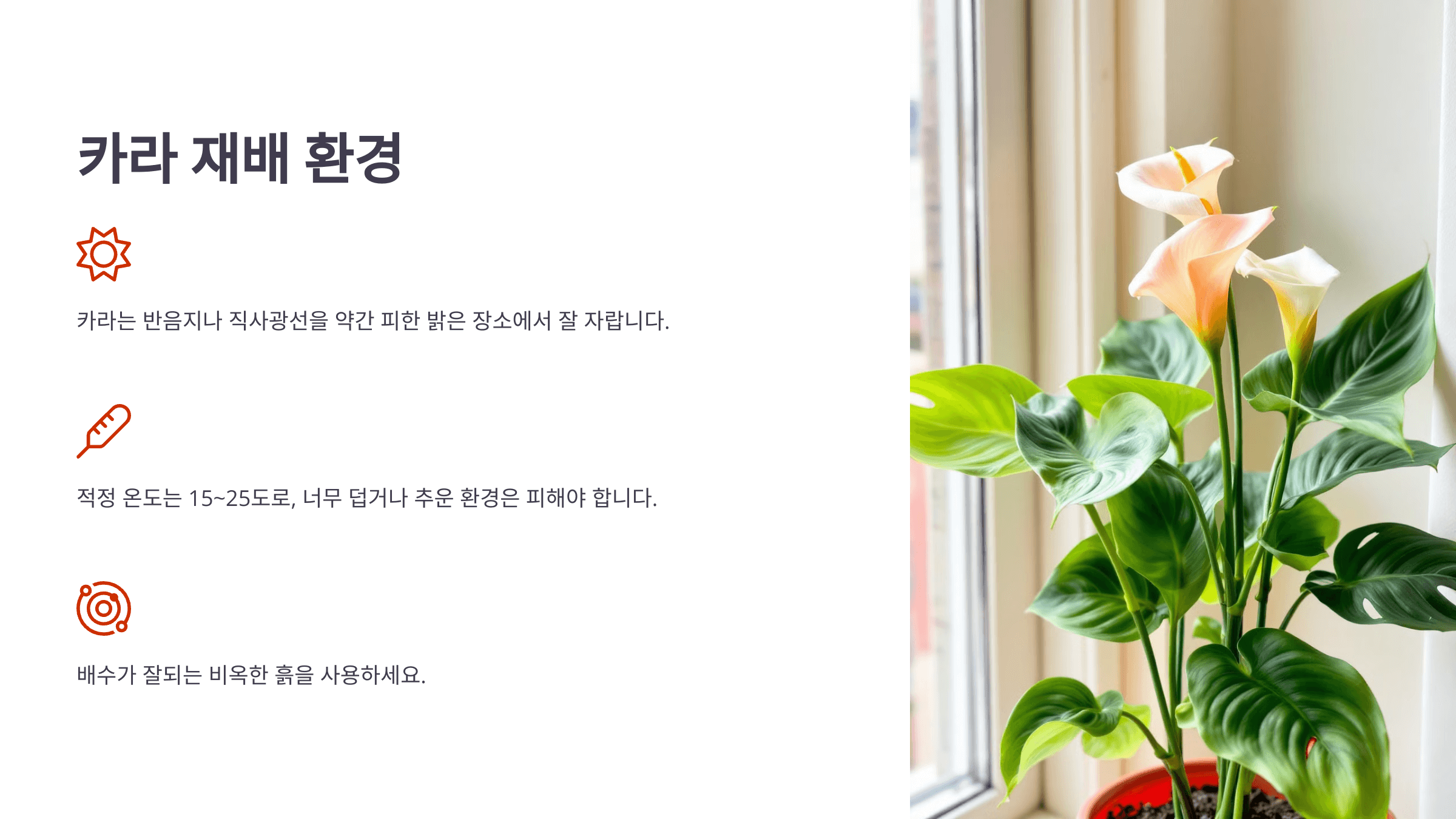 카라꽃 사진입니다.