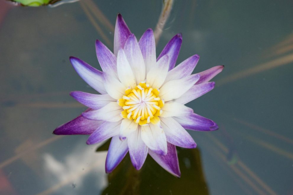 한림공원 연꽃축제