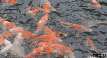 비단잉어 노니는 장면. GIF 움짤.