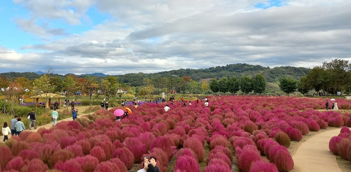 임진강 댑싸리 공원