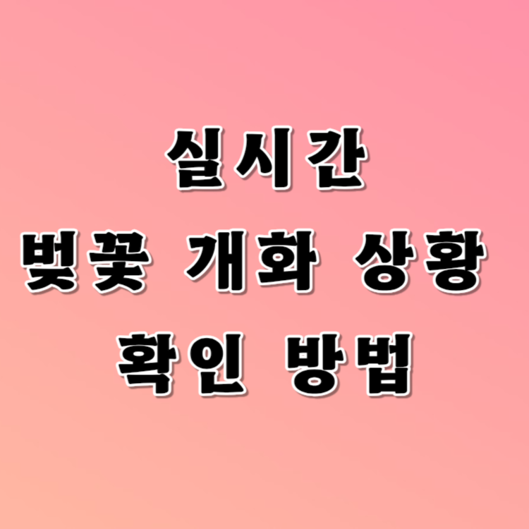 실시간 벚꽃개화 상황확인