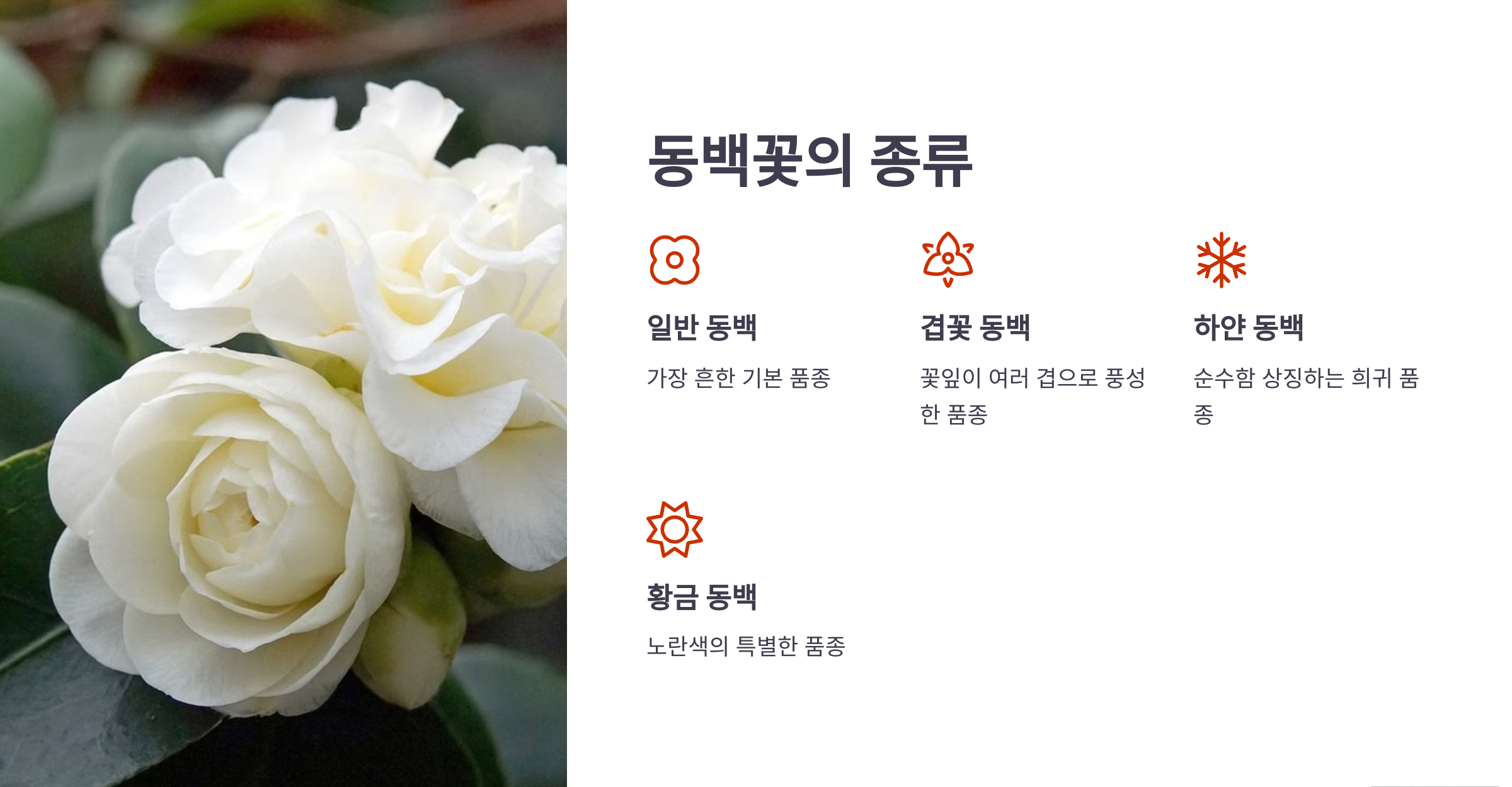 동백꽃 사진