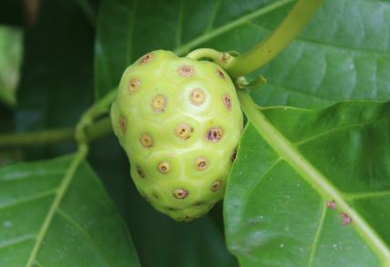 노니의 힘 : 건강에 좋은 이유와 다양한 사용법