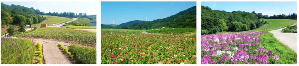 삼양목장