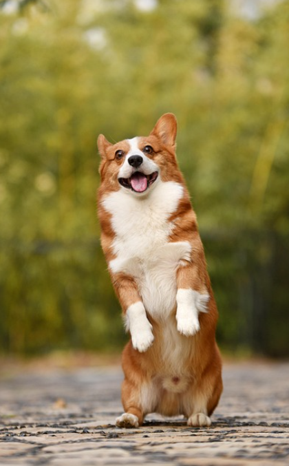 반려동물과 함께하는 지속 가능한 생활