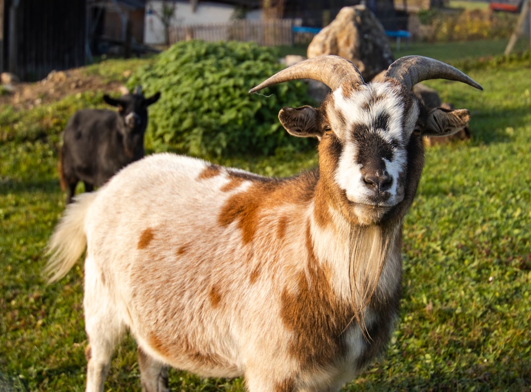 black goat