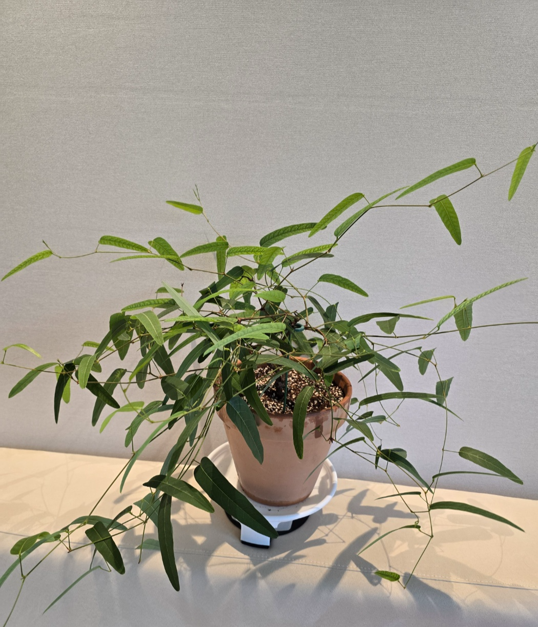 아주 풍성해진 안정된 현재의 보라싸리