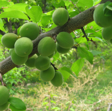 매실 효능과 부작용 고르는법 칼로리