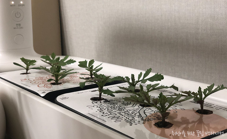 식물 재배기 엘지 튀운 미니 리뷰 - 솎아주기