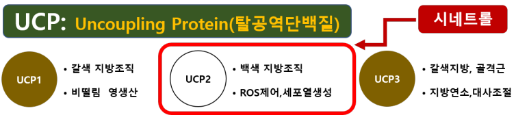 UCP 역할