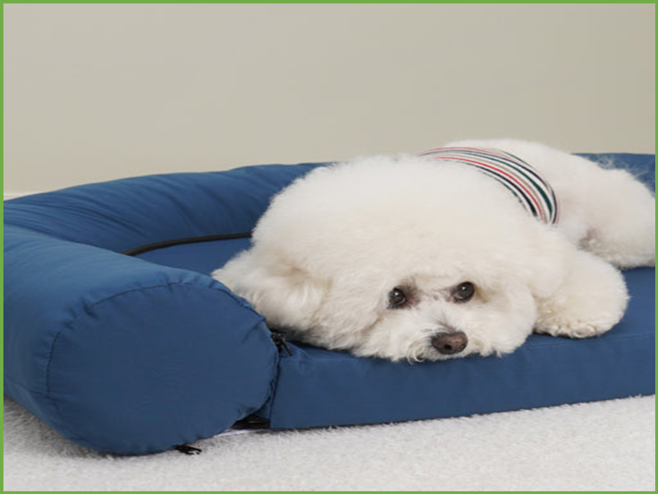 털 날림 방지 강아지 옷