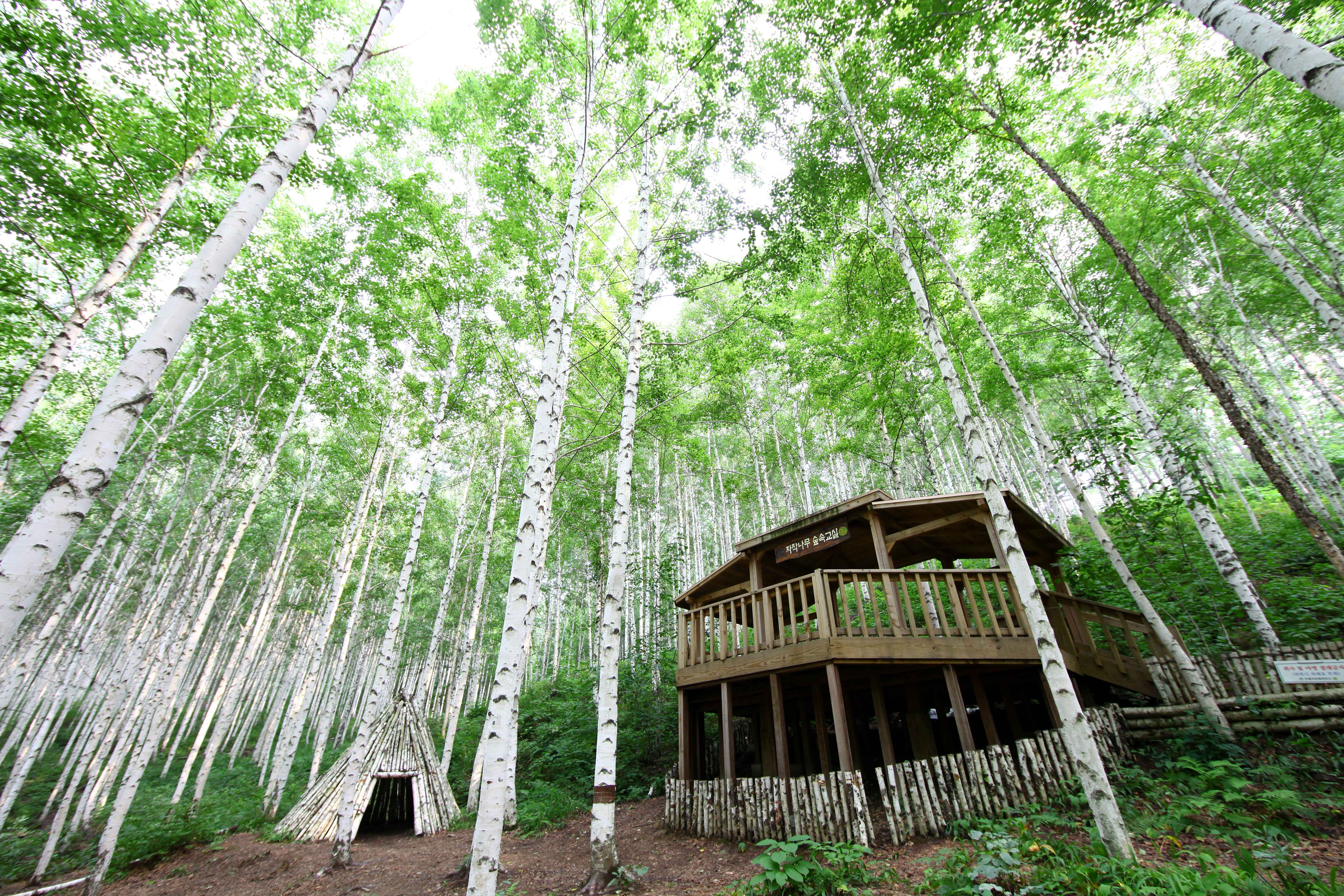 인제 원대리 자작나무 숲 사진