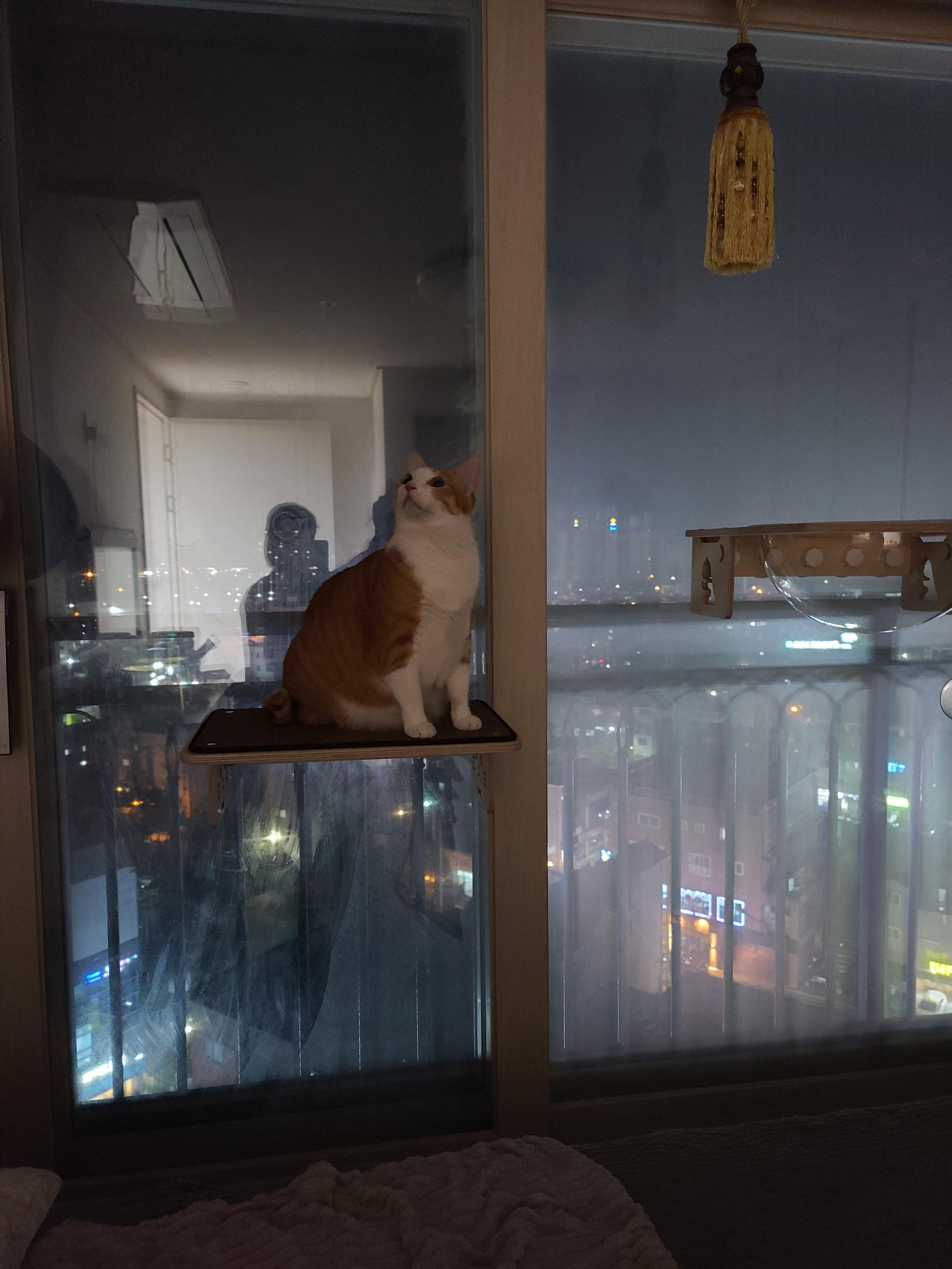 냥냥이들의 캣워크, 캣볼을 달았다. (내돈내산,스압주의)