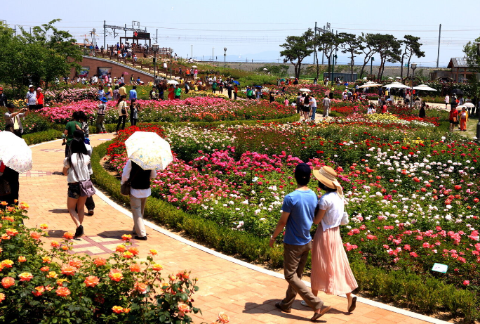 곡성_기차마을_장미축제