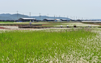 전남 신안 도초도 수국축제