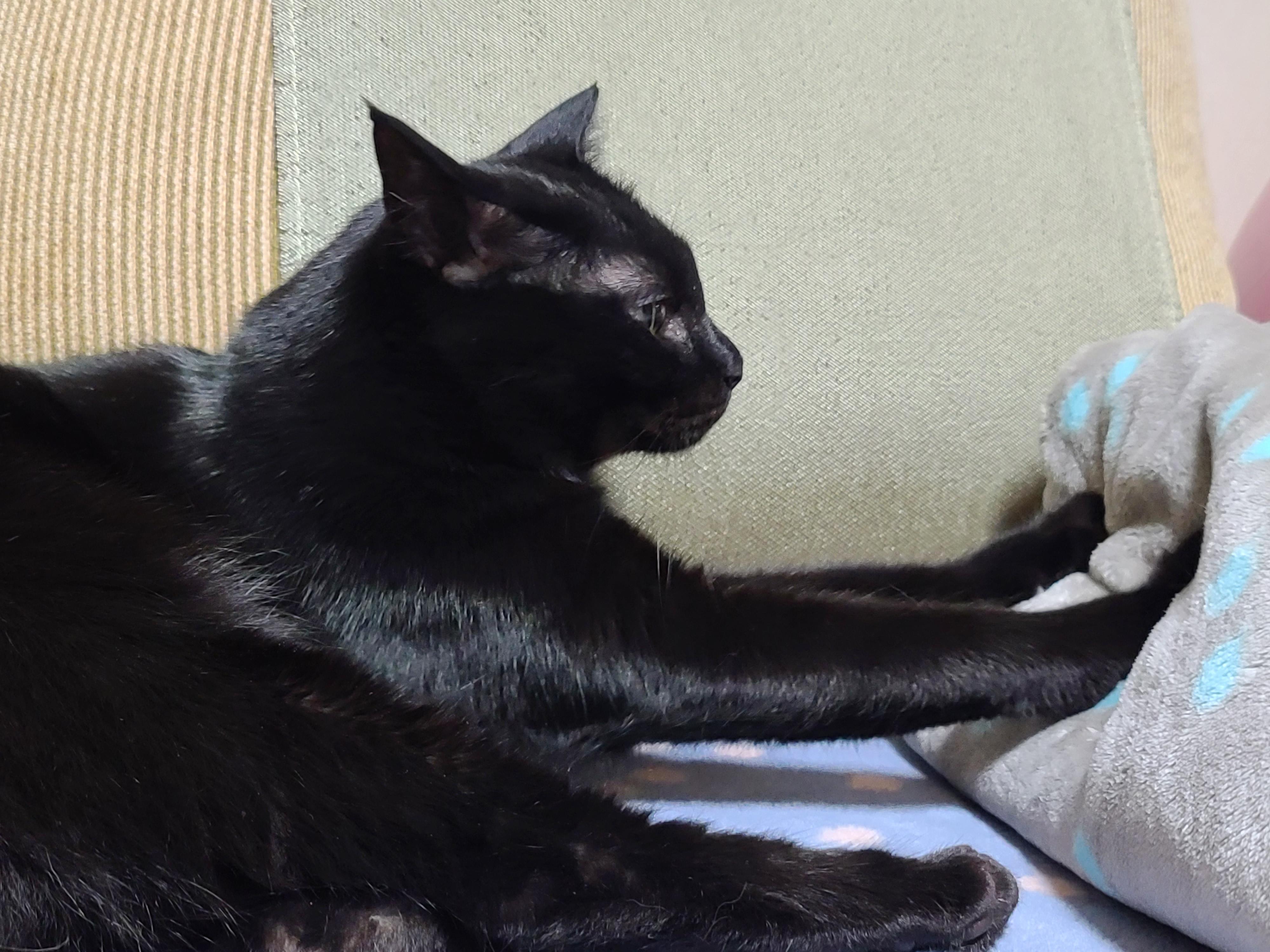 올블랙고양이 건이 골골송+꾹꾹이(feat.호야). 사이좋은 형제.