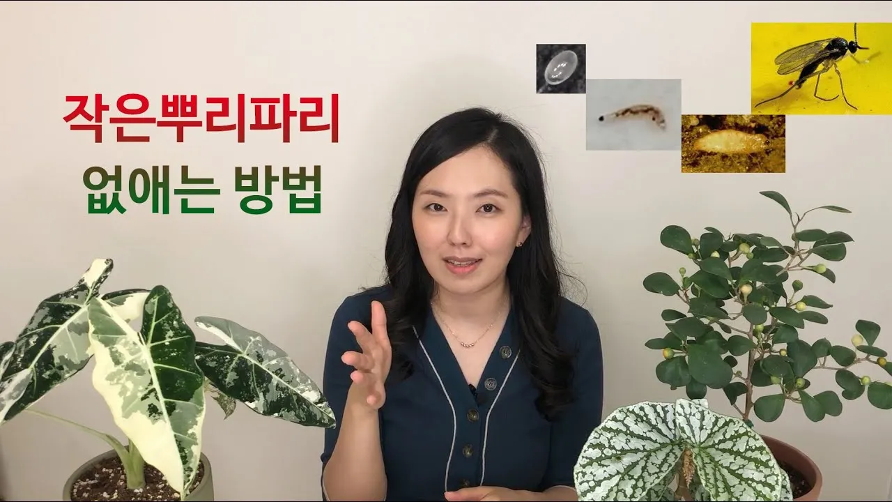 화분 뿌리파리 생기는 원인과 퇴치법 완벽 정리_4
