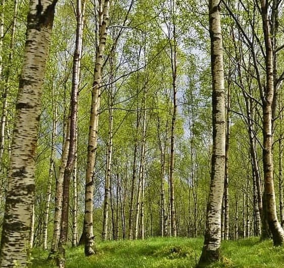🧴 알레르기 비염, 천식 예방을 위한 생활 습관