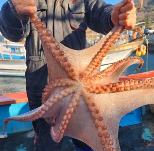 엄청큰돌문어