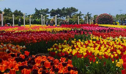 태안 튤립축제 기간