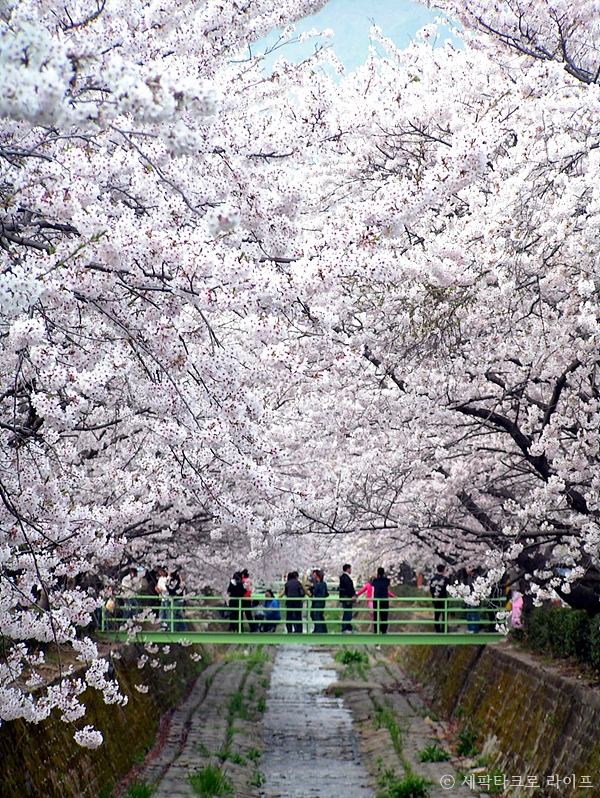 여좌천벚꽃사진