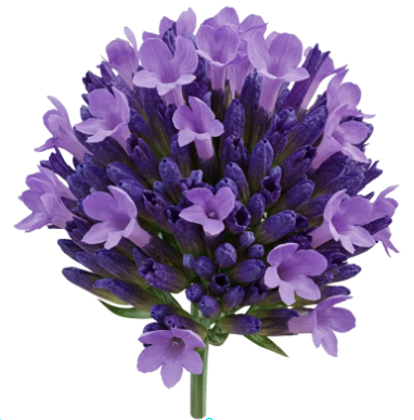 정읍 허브원 라벤더 축제