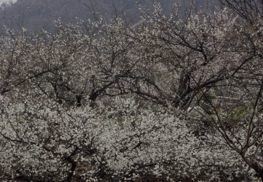 광양 매화축제