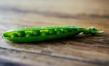 완두콩 파종시기와 심는시기 그리고 재배법 수확시기 총정리