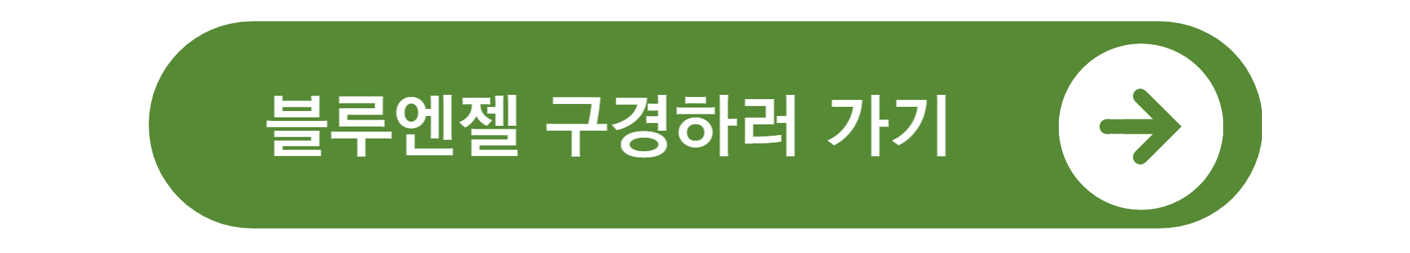 측백나무 종류와 가격