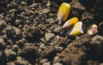 옥수수 파종 시기