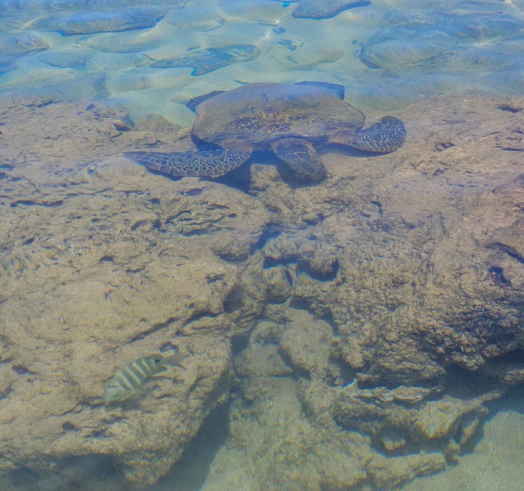 샥스코브 거북이