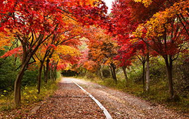 2023 단풍여행 시기 지역별 명소