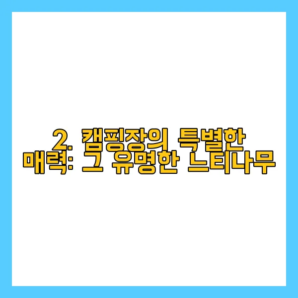 2. 캠핑장의 특별한 매력: 그 유명한 느티나무